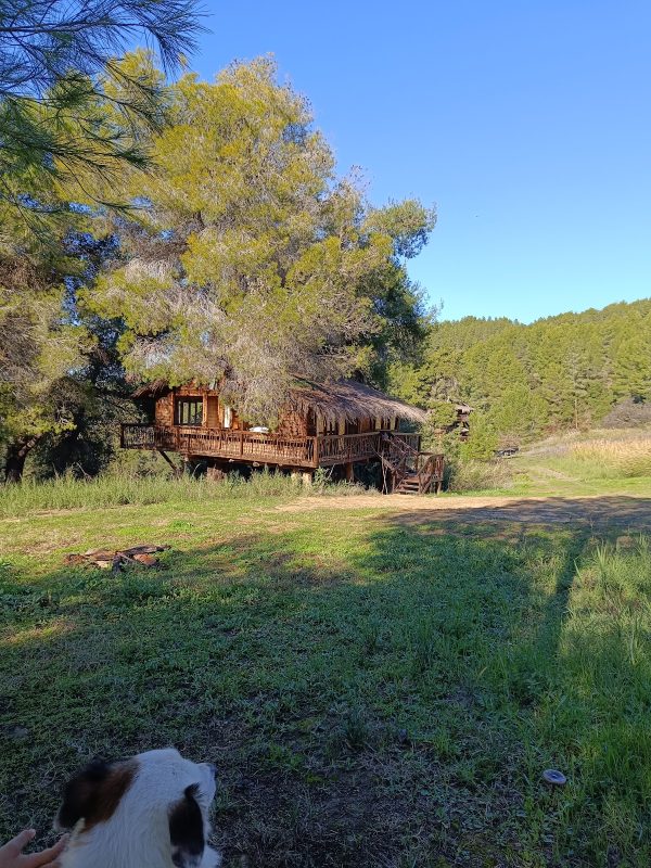 Tree House